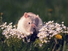 Kwiatki, Szczur