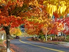 Droga, Drzewa, Jesień