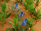 Niebieskie, Kwiatki, Sophora, Listki, Piasek