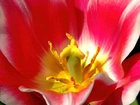 Tulipan, Pręciki