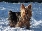 Yorkshire Terrier, Śnieg