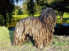 Bergamasco, park