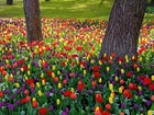 Park, Kolorowe, Tulipany