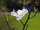 Magnolia Japońska, Biały, Kwiat