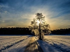 Wschód, Słońca, Drzewo, Promienie, Śnieg