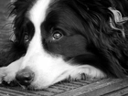 Piesek, Łapka, Bearded collie