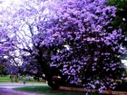 Park, Kwitnąca, Jacaranda