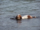 płynący, Springer spaniel walijski, kij, woda