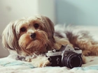 Pies, Aparat, Pentax, Shih Tzu