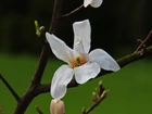 Magnolia Japońska, Biały, Kwiat