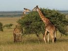 Żyrafy, Sawanna, Park Narodowy Serengeti, Tanzania