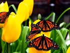 Żółte, Tulipany, Motyle