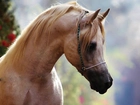 Koń, Łeb, Arab