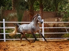 Koń, Arabski, Ogrodzenie, Palma