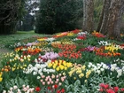 Park, Kwiaty, Tulipany