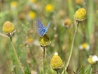 Niebieski, Motyl, Roślinność