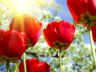 Promienie, Słońca, Czerwone, Tulipany