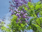 Jacaranda, Mimozolistna