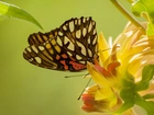 Motyl, Kwiat, Liście
