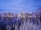 Jezioro, Drzewa, Tatarak, Śnieg