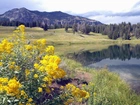 Kwiaty, Jeziorko, Góry, Park Narodowy, Yellowstone, Montana