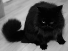 Czarny, Kot