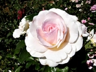 Róża, Biało, Różowa, Listki