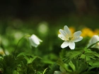Biały, Zawilec, Kwiat