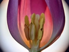 Fioletowy, Tulipan, Powiększenie