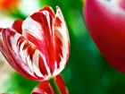 Czerwono, Biały, Tulipan