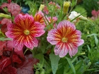 Kwiaty, Salpiglossis