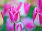 Różowo, Białe, Tulipany