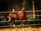 Koń, Arab, Ogrodzenie