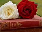 Biała, Czerwona, Róża, Książka, Kompozycja
