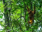 Orangutan, Las, Tropikalny, Borneo
