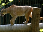 Puma, Zoo