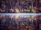Las, Jezioro, Jesień