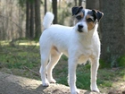 Parson Russell Terrier, Las