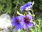 Kwiaty, Salpiglossis Sinuata