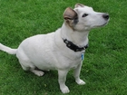 Parson Russell Terrier, Trawa