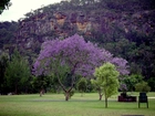 Jacaranda, Łąka, Góry