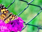 Motyl, Fioletowy, Kwiat