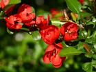 Pigwa, Czerwone, Kwiaty