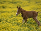 Konik, Arabski, Łąka