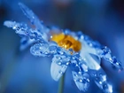 Krople, Deszczu, Biały, Kwiat, Niebieskie, Tło