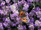 Motyl, Rusałka pokrzywnik, Fioletowe, Kwiatuszki