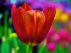 Czerwony, Tulipan, Kolorowe, Tło