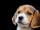 Beagle, Portret