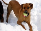 Rhodesian ridgeback, śnieg, piłka