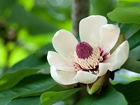 Kwiat, Magnolii